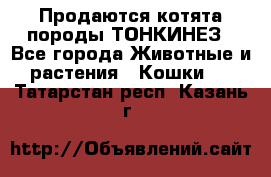 Продаются котята породы ТОНКИНЕЗ - Все города Животные и растения » Кошки   . Татарстан респ.,Казань г.